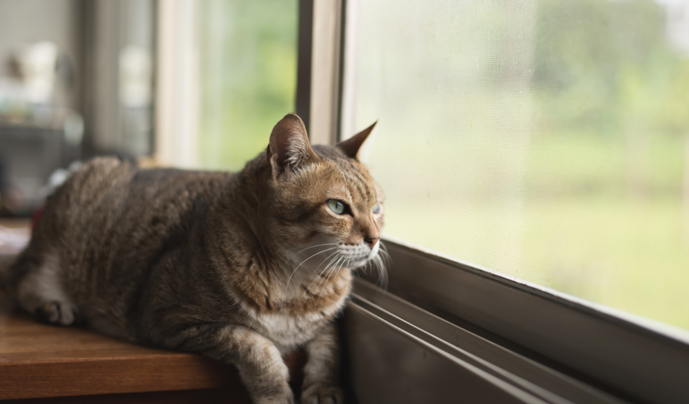moskitiera na okno dla kota